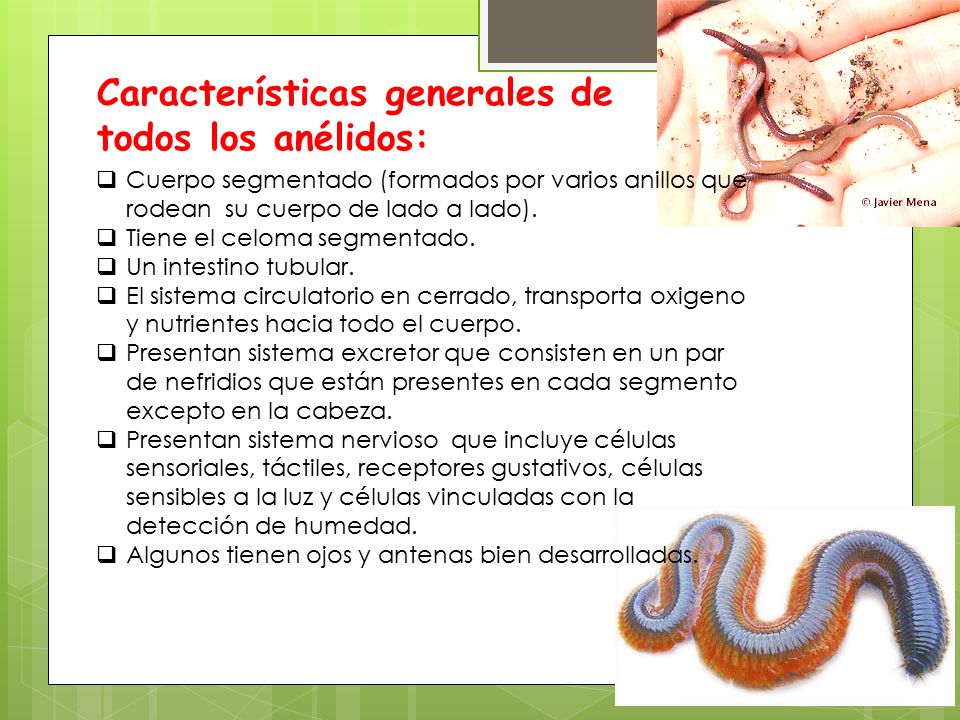 las lombrices de tierra tienen ojos